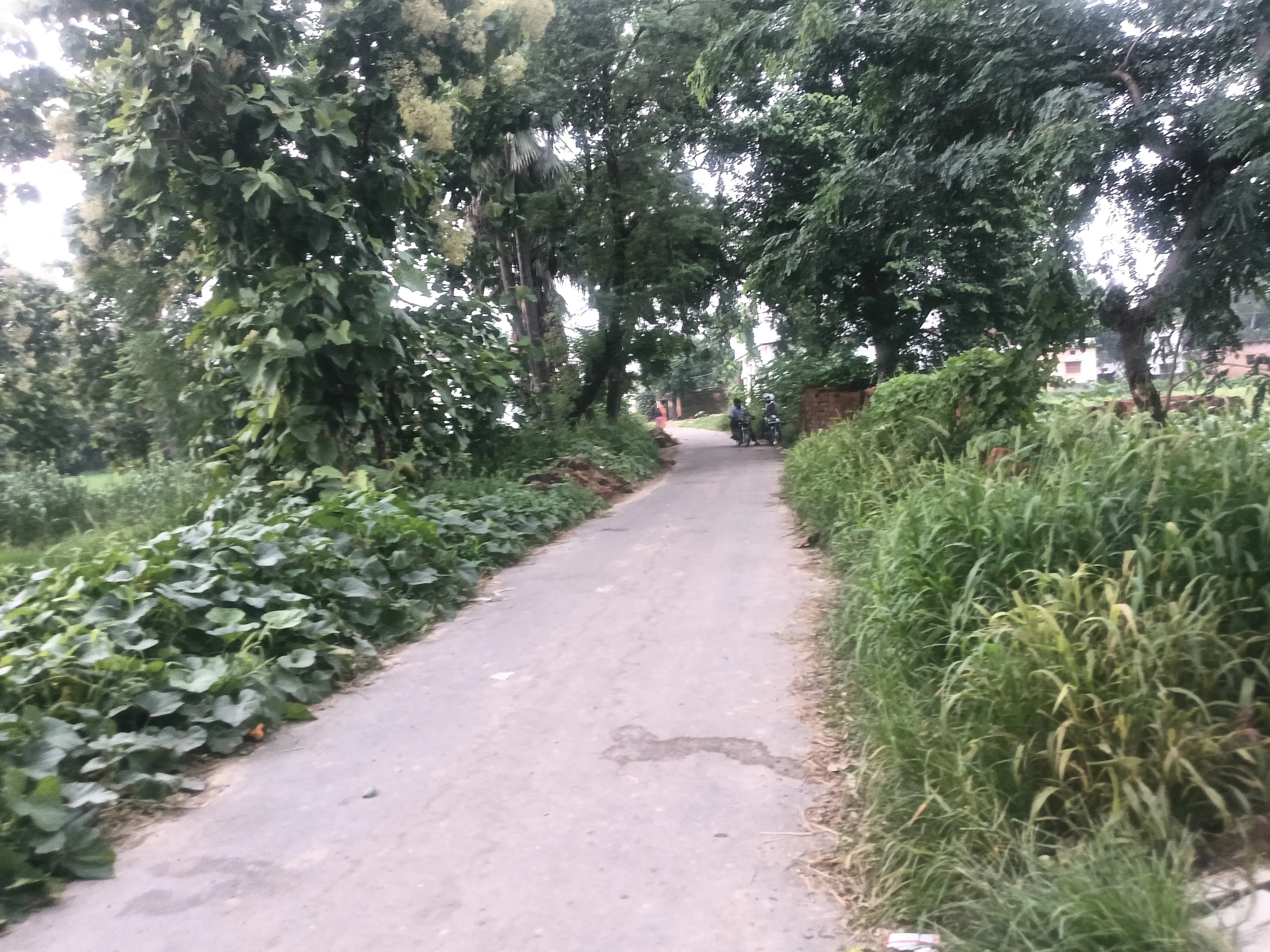 देवरिया जनपद के सलेमपुर विकासखंड के अंतर्गत ग्राम पड़ी बाजार से होकर बहादुरपुर तक जाने वाली संपर्क मार्ग पर महुई ग्राम क